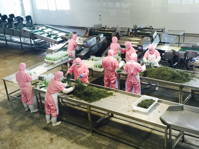 新型海洋蔬菜端上百姓餐桌 海帶產品花樣豐富