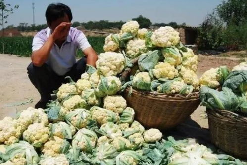 農產品滯銷別怕,國家發(fā)補貼啦 最高可補34萬,快看看你能領多少