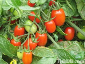 良記農(nóng)場(chǎng)提供蔬菜批發(fā),有機(jī)蔬菜,有機(jī)蔬果等產(chǎn)品