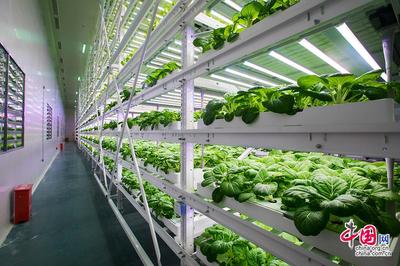 【晉江經(jīng)驗(yàn)】探訪神奇的植物工廠