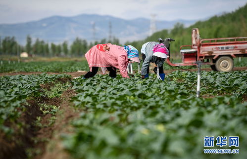 寧夏原州 小滿(mǎn)時(shí)節(jié) 冷涼蔬菜收獲忙