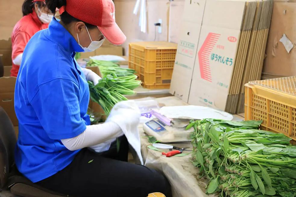 從田間到餐桌 真實的農業種菜、加工與農副產品收購全貌